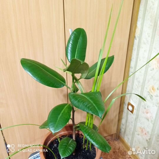 Фикус с финиками