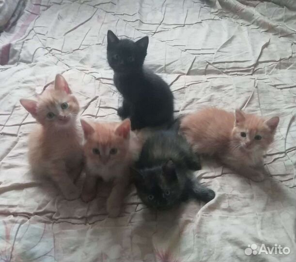 Котенок в дар бесплатно