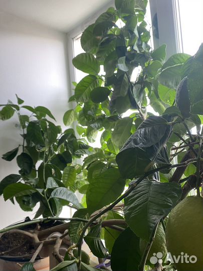 Лимонное дерево с плодами