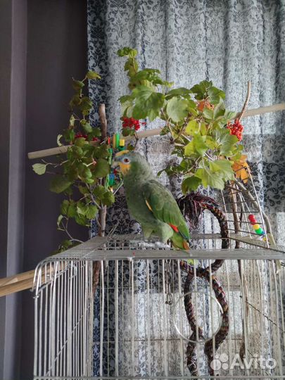 Попугай Венесуэльский Амазон