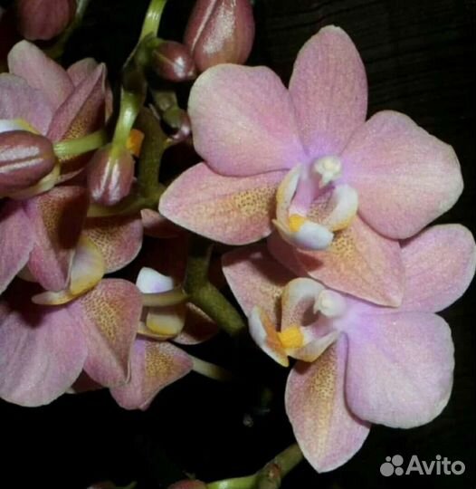 Орхидеи фаленопсис подростки Одорион, Мелион