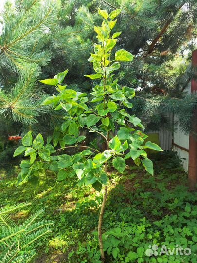 Сирень Aucubaefolia