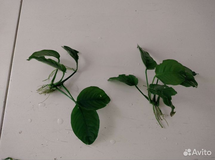 Тритоны + анубиас