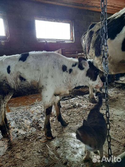 Телята на продажу