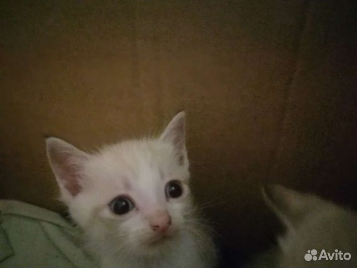 Сиамские кошки