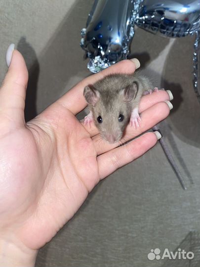 Крысята дамбо