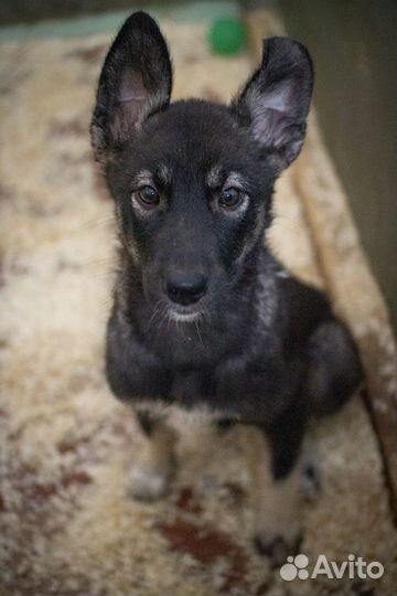 Щенок-овчаренок Дейл в добрые руки