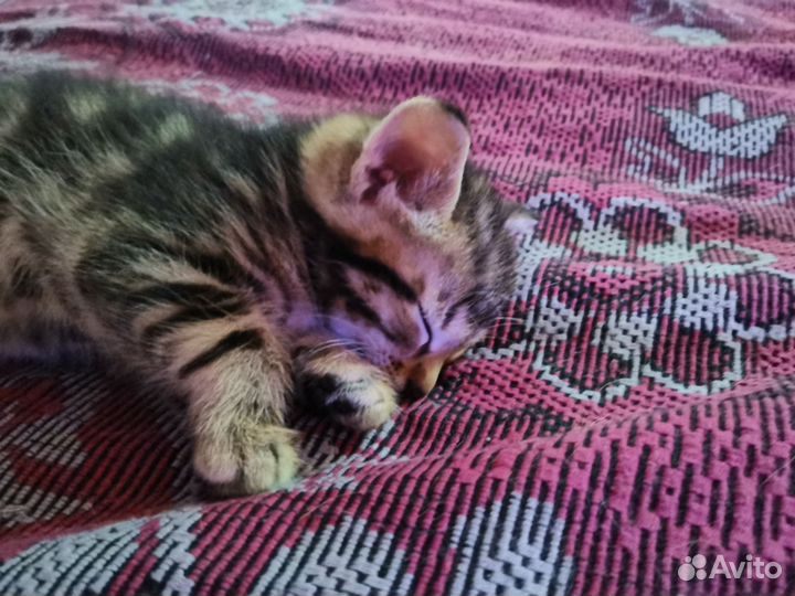 Котята в дар