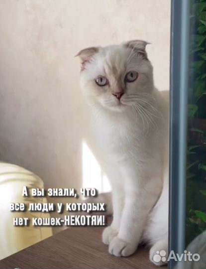 Шотландский вислоухий котенок