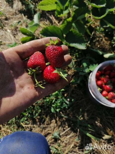 Рассада клубники