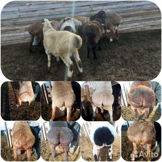Бараны курдючные,эдельбаевские