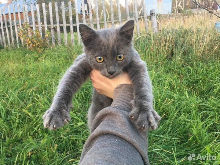Котик суперласковый 3 мес