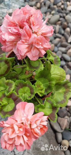 Пеларгония герань