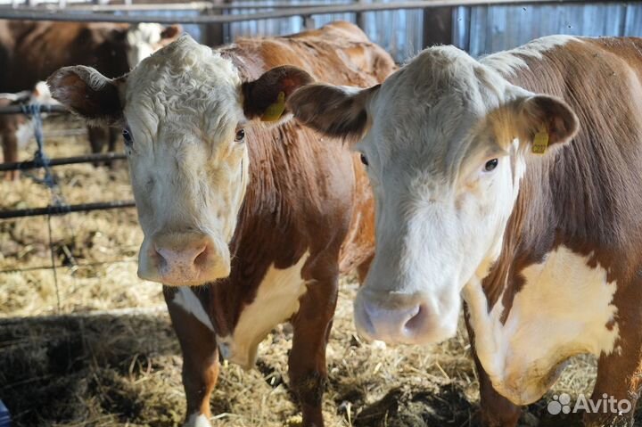 Телки герефордской породы класса класса элита и эл