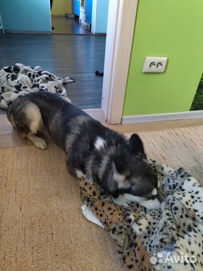 Переноска для собак