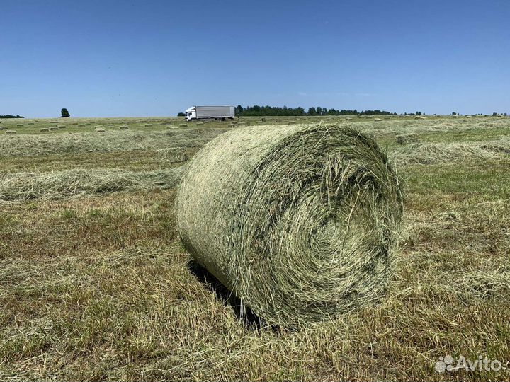 Сено. Качественное. В рулонах и тюках (брикетах)