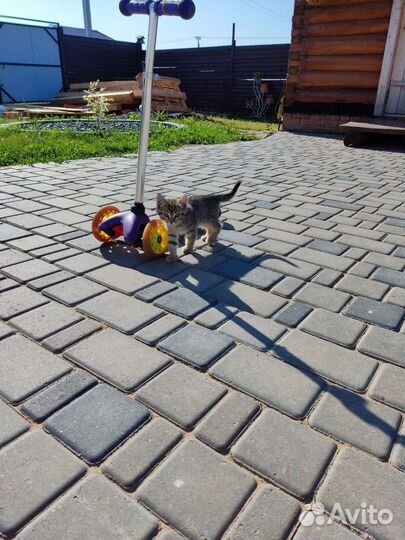 Котята ищут дом