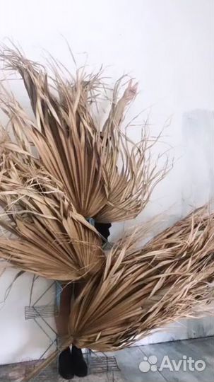 Пальмовые листья