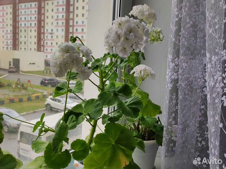 Пеларгония