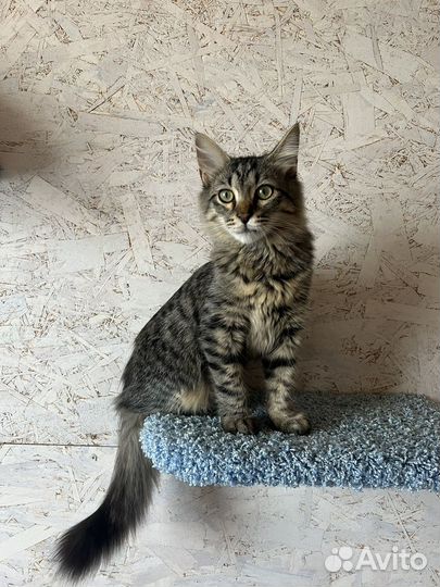 Кот котенок(4 мес) в добрые руки бесплатно