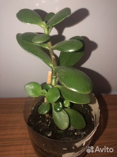 Крассула толстянка деревце в грунте