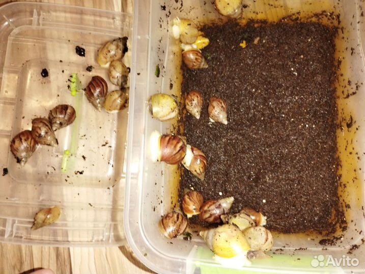 Улитки ахатины