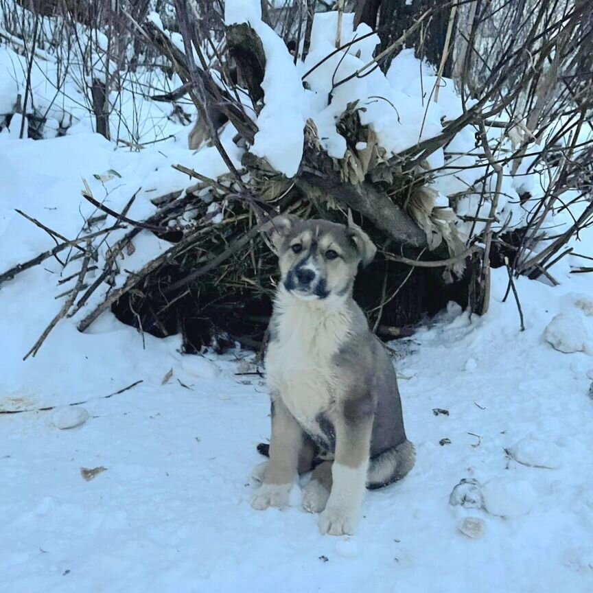 Щенки бесплатно