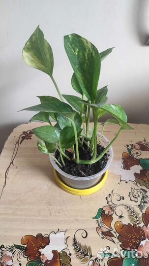 Лиана Сциндапсус