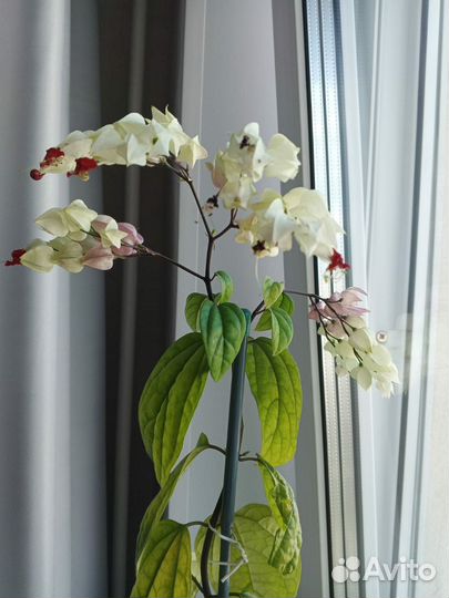 Клеродендрум томпсона