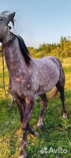 Лошадь и жеребец