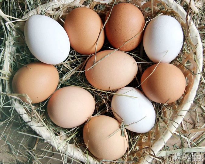 Домашние куриные яйца