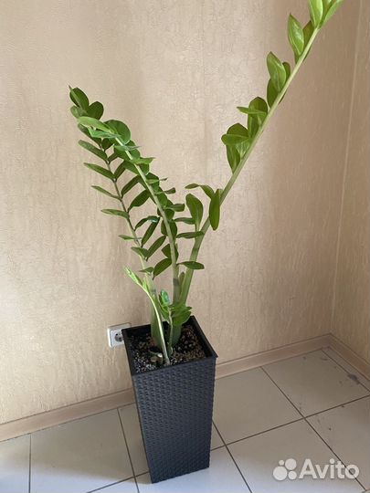 Замиокулькас