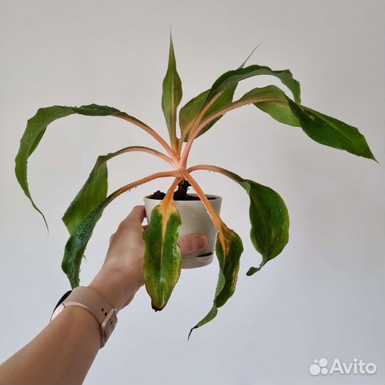 Сингониум конфети триколор