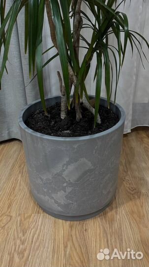 Пальма драцена