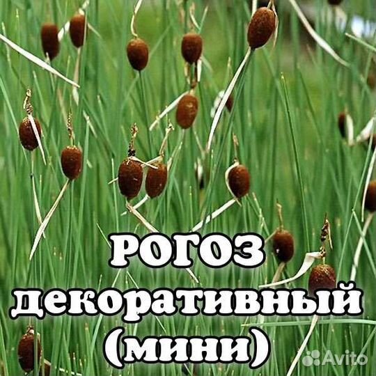 Растения для пруда