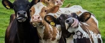 О Телята бычки и быки нетели