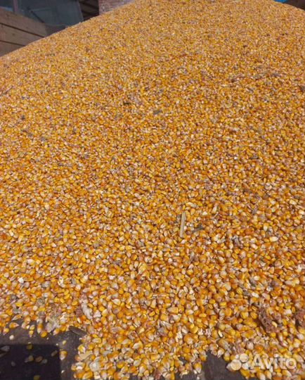 Кукуруза кормовая