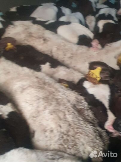 Телята бычки