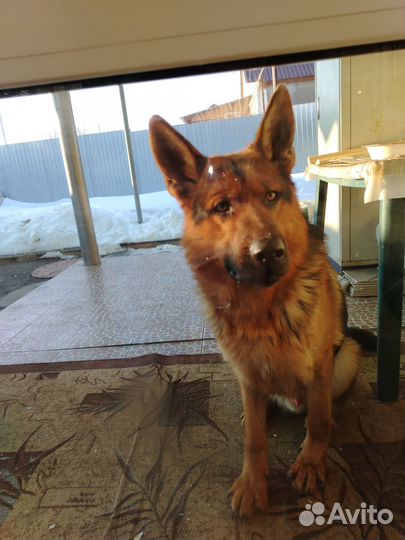 Ищем невесту