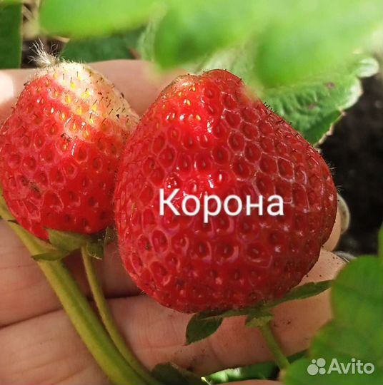 Рассада клубники