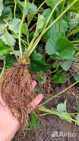 Рассада клубники купчиха и др