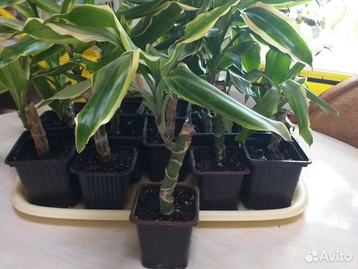 Пальма юкка