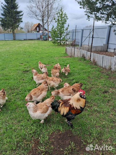 Яйцо инкубационное америукана лаванда