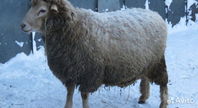 Племенные бараны и овцы Куйбышевской породы