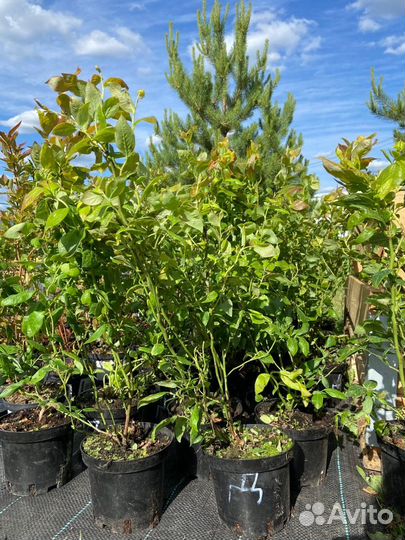 Саженцы 3-х летние Дюк голубика