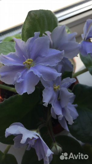 Фиалки цветущие в горшке