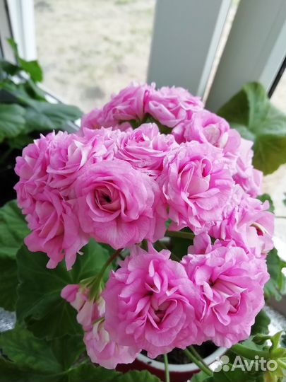 Пеларгония герань