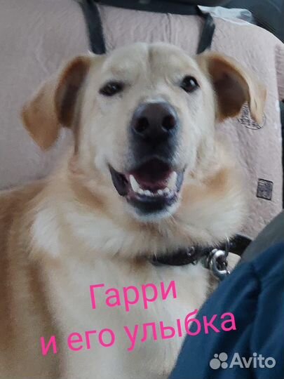 Ретривер молодой пёс-Гарри 1,5 года.Умный, привит