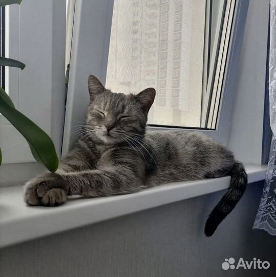 Кошка в добрые руки