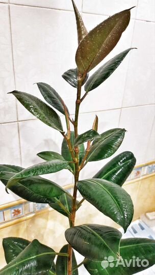 Фикус каучуконосный